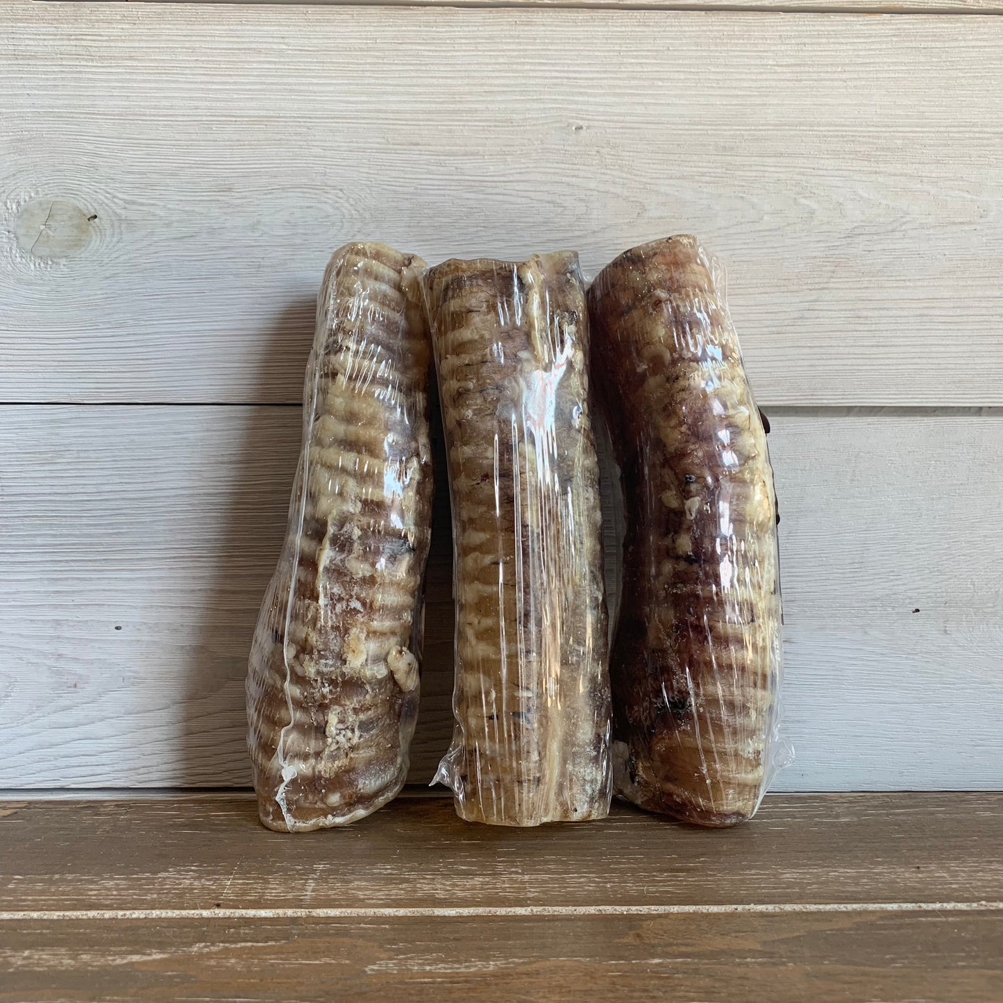 Trachea (Pack of 3)