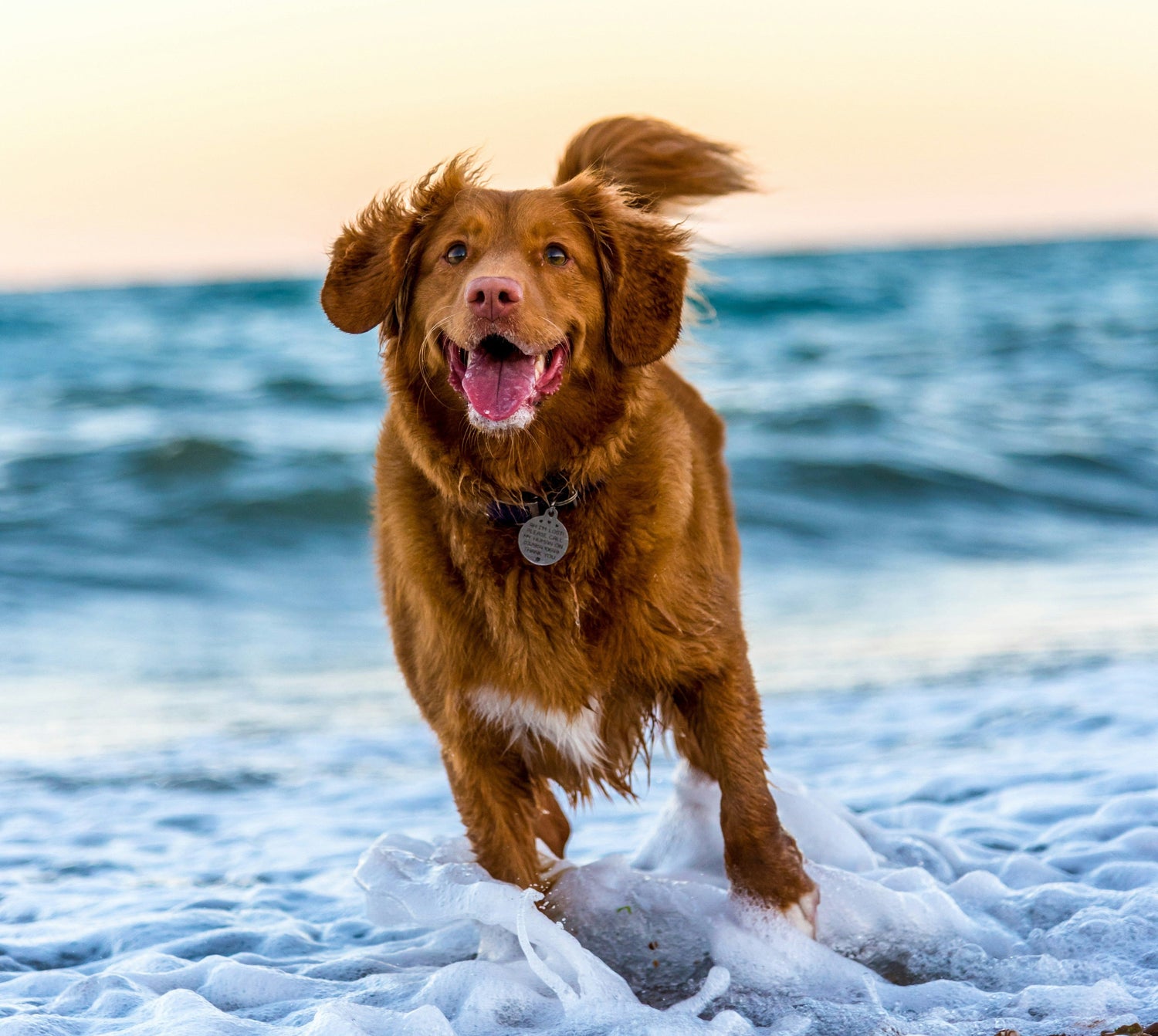 Brown dog running on a beach with waves in the background