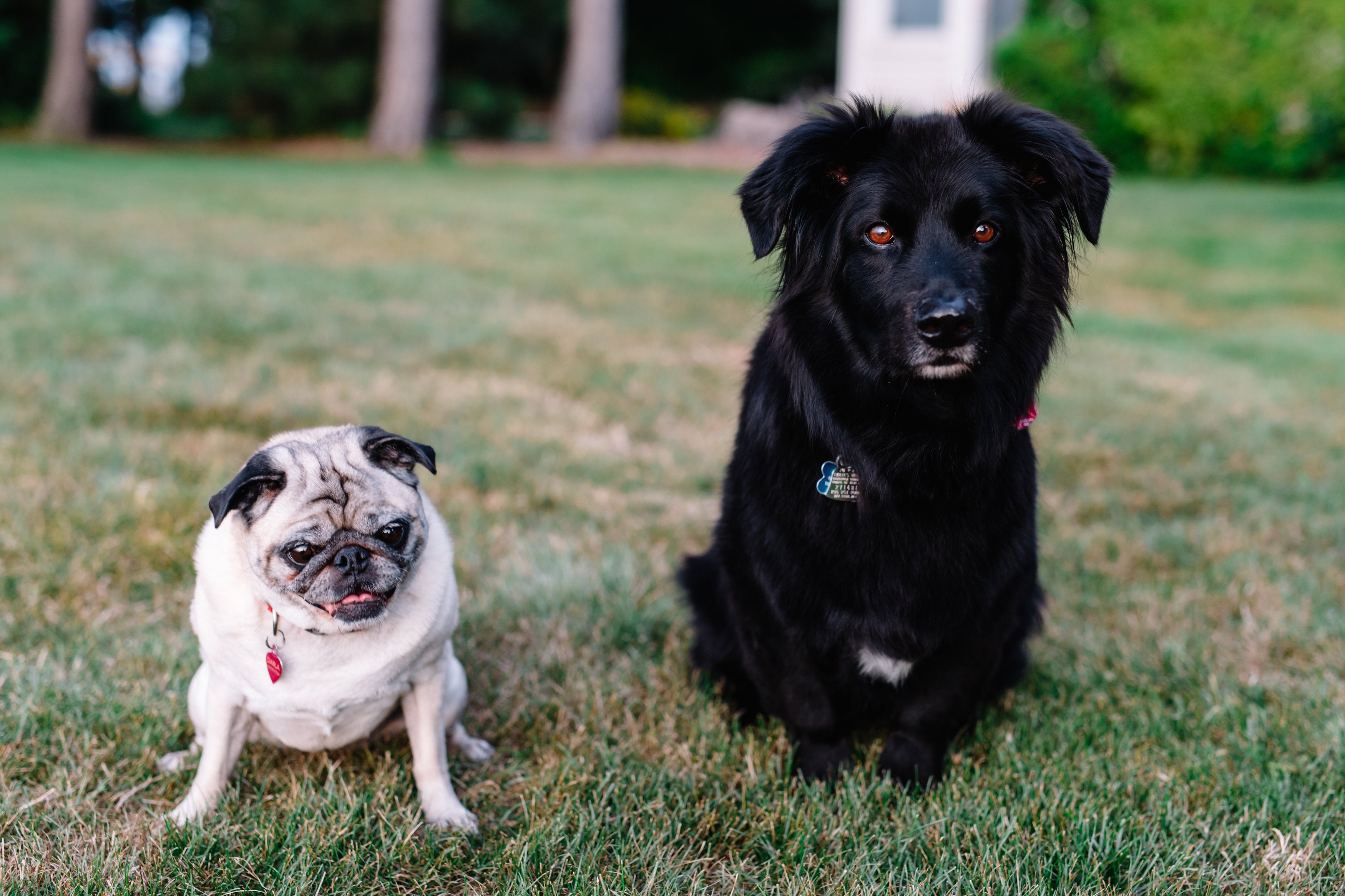 about us Lake Erie Pet Food Co.