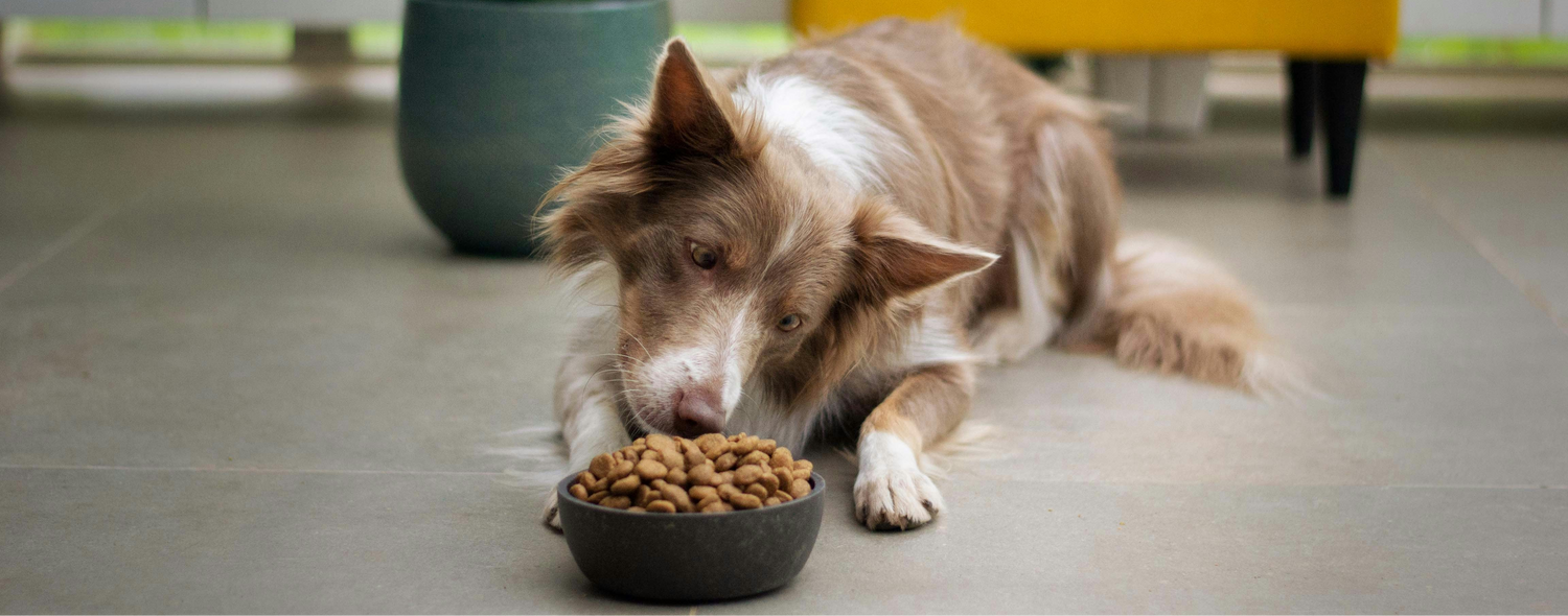 Dog eating from a bowl of food on a tiled floor with a plant and yellow chair in the background.