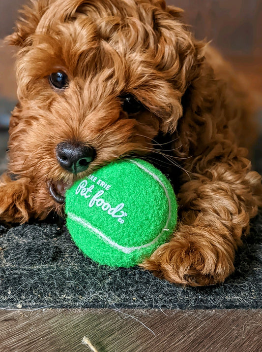 Tennis Ball